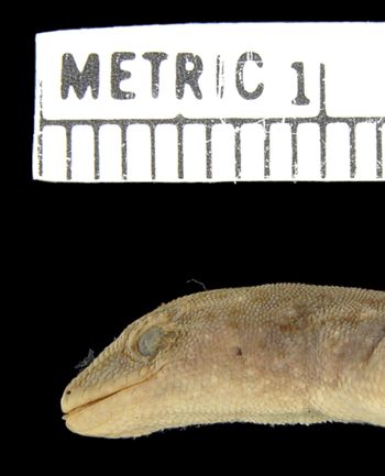 Media type: image; Herpetology R-39727